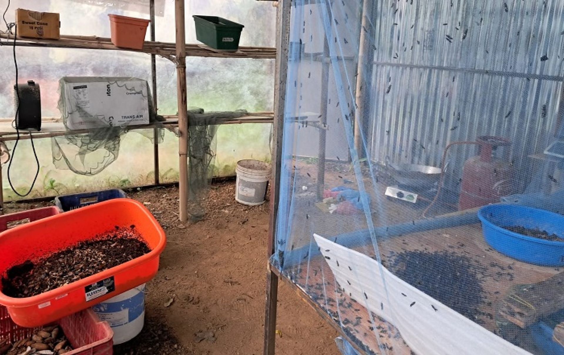 कालो सैनिक झिँगाबाट मल र दाना उत्पादन गरिँदै